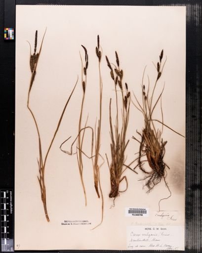 Carex nigra