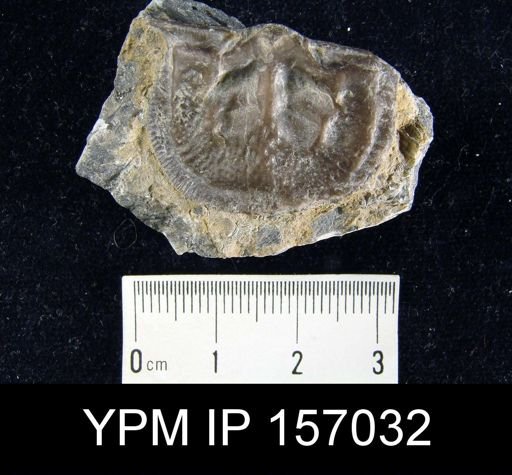 Clitambonites diversus