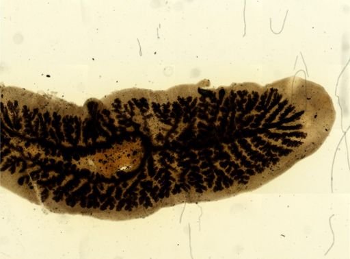 Procotyla fluviatilis
