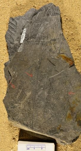 Pecopteris sp.