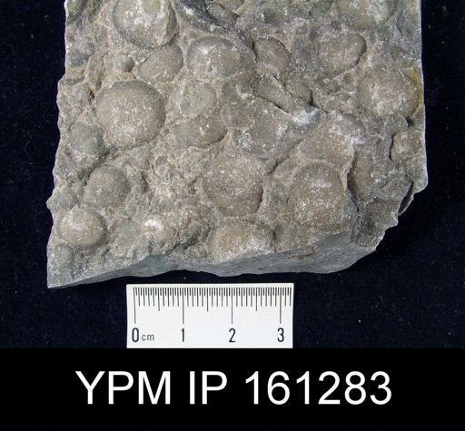 Dinobolus laurentia