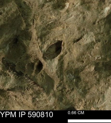 undet. Bivalvia