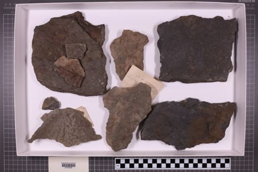 mixed taxa, stratigraphic collection