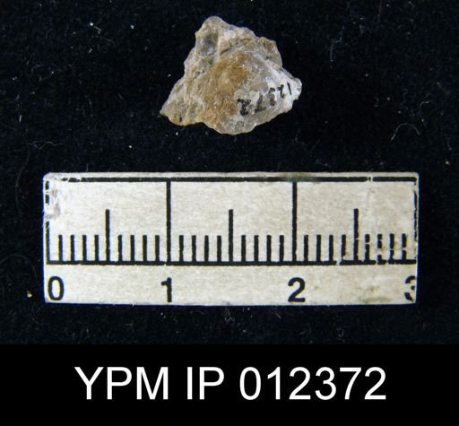Squamularia guadalupensis