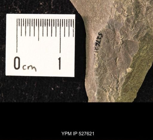 Ophiuroidea