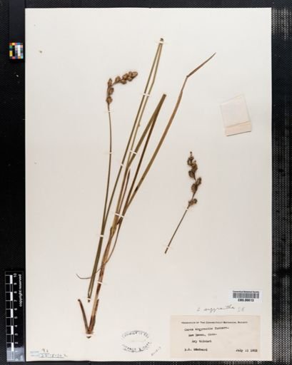 Carex argyrantha