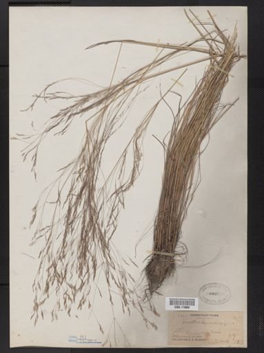 Agrostis hyemalis