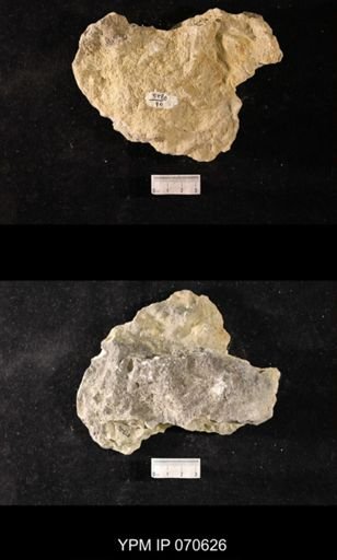 Favosites louisvillensis