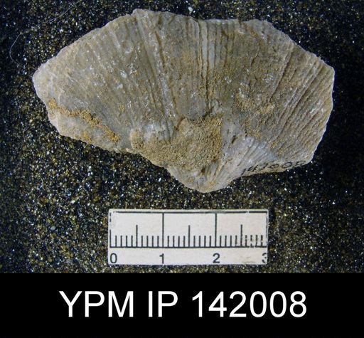 Spirifer musakheylensis