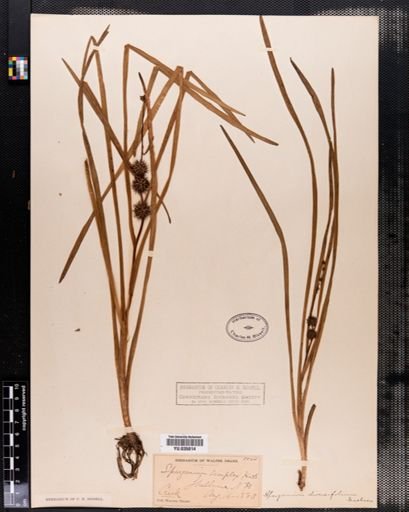 Sparganium chlorocarpum