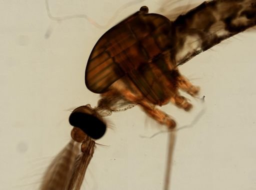 Anopheles