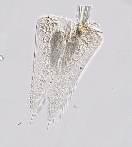 Heteromysis formosa