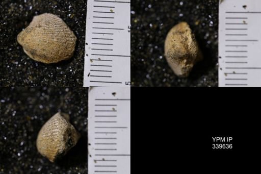 Cardium whitei