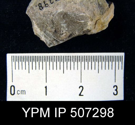 Stropheodonta inaequistriata