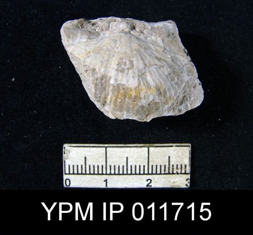 Marginifera opima