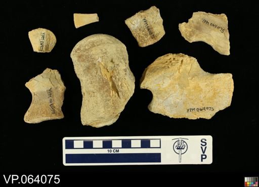 undet. Mosasauridae