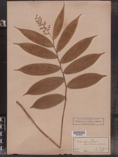 Maianthemum