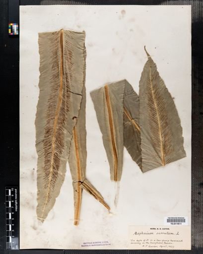 Asplenium
