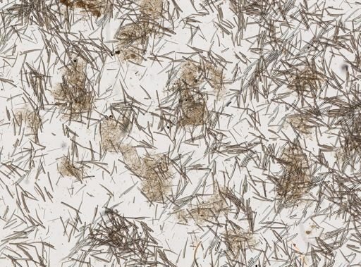Clathria prolifera