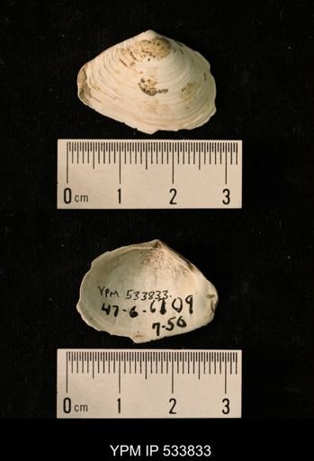 Macoma calcarea