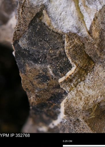 undet. Mollusca
