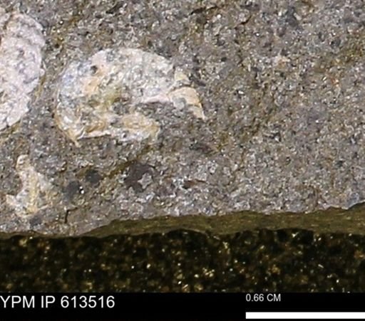 Scaphites sp.