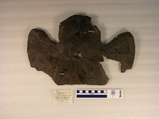Hutchemys arctochelys