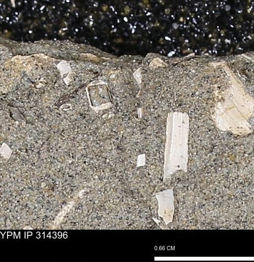 undet. Scaphopoda
