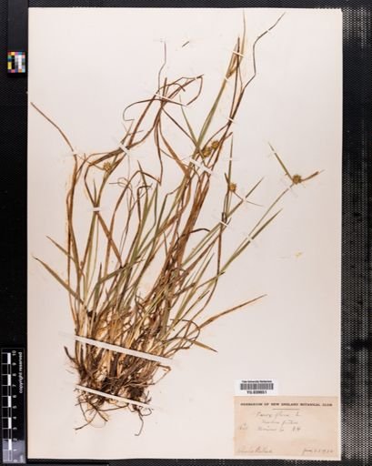 Carex flava