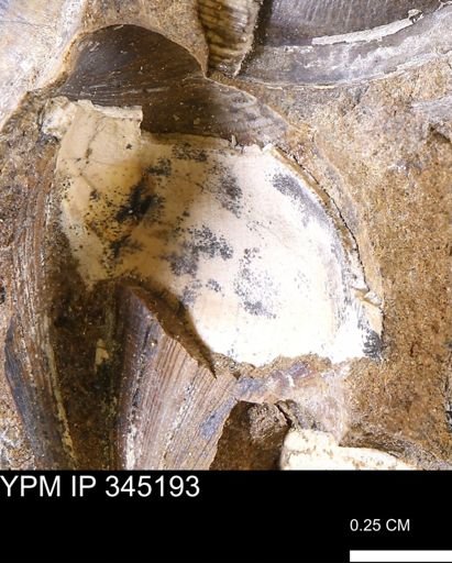 Limopsis striatopunctatus