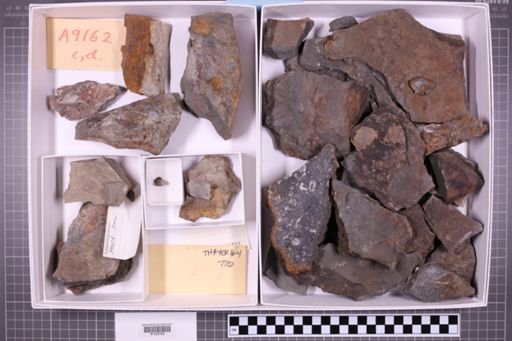 mixed taxa, stratigraphic collection