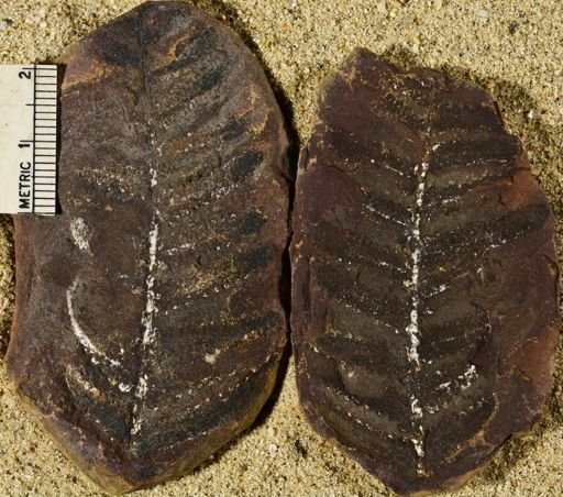 Pecopteris serpifolia