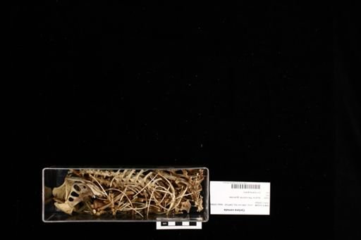 Cyclura cornuta