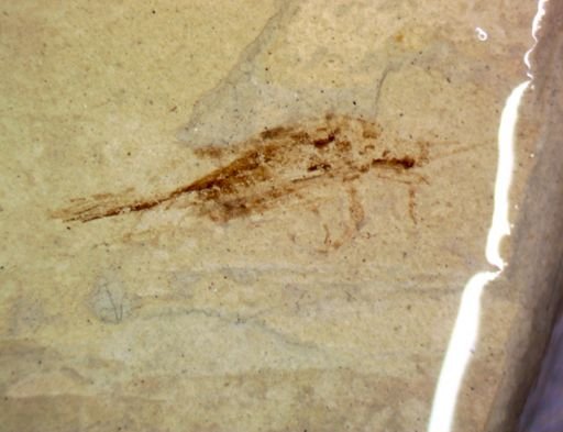 undet. Orthoptera