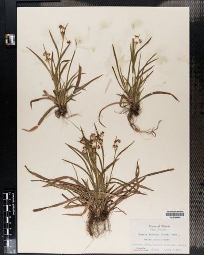 Luzula bulbosa