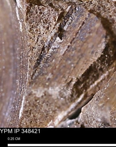 Limopsis striatopunctatus