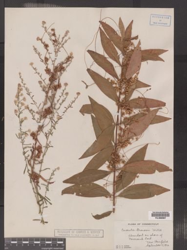 Cuscuta gronovii