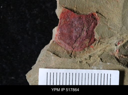 undet. Xiphosurida