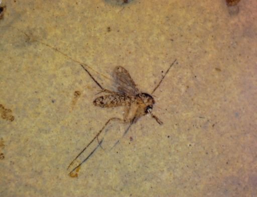 undet. Nematocera