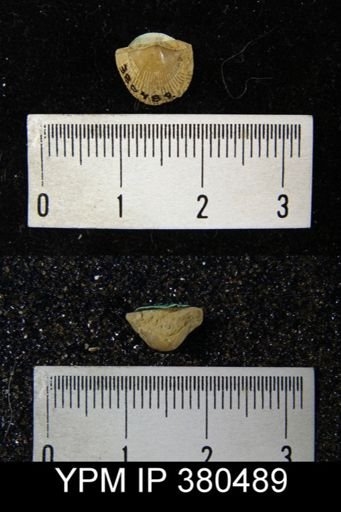 Cyrtia cyrtiniformis