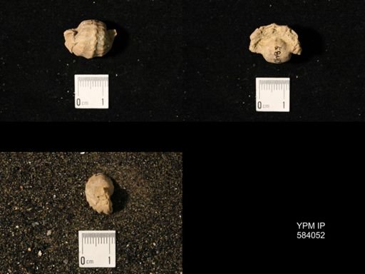 Pharkidonotus percarinatus tricarinatus