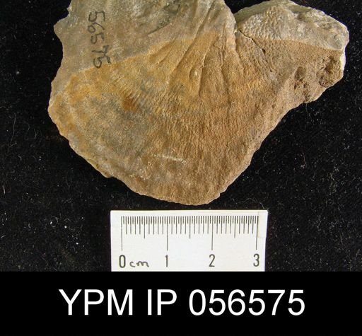 Leptostrophia beckii