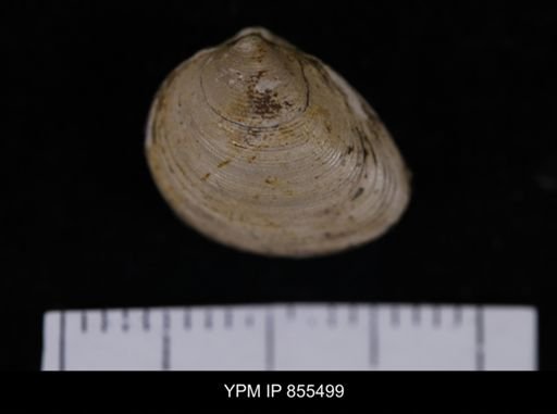 Limopsis striatopunctatus
