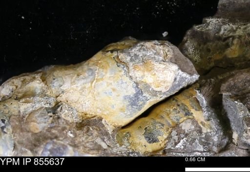 undet. Teredinidae