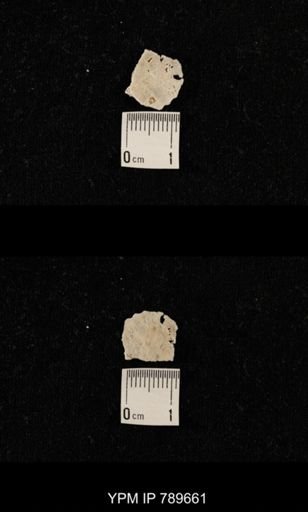 undet. Brachiopoda