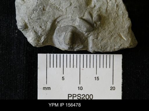 Poterioceras obesum