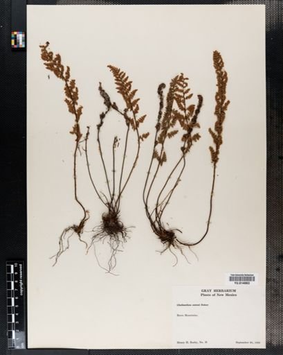 Cheilanthes