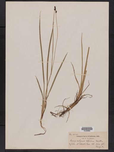 Carex