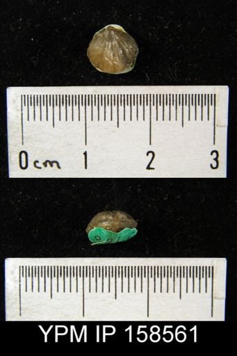 Camarotoechia pyrrha