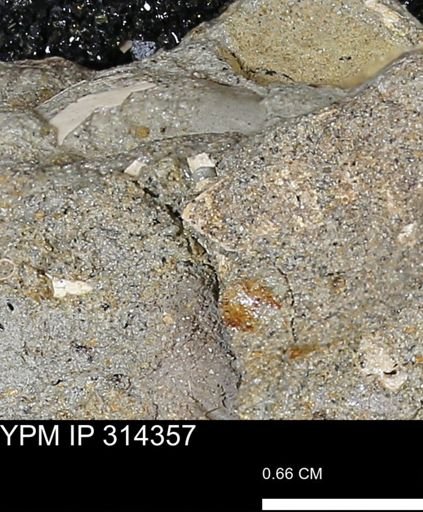 undet. Scaphopoda